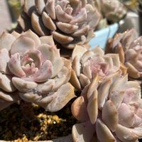 白牡丹,ラブリーローズ,多肉植物,多肉植物の紅葉,多肉植物のある暮らしの画像