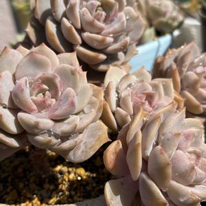 白牡丹,ラブリーローズ,多肉植物,多肉植物の紅葉,多肉植物のある暮らしの画像