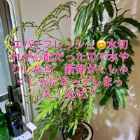 エバーフレッシュ,フィロデンドロン・パトリシアエ,森林浴,熱帯植物,癒しの空間の画像