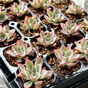 エケベリア,ロメオxトバレンシス,多肉植物,エケベリア属,多肉植物 エケベリアの画像