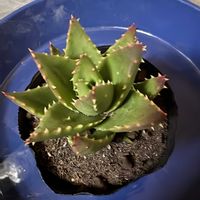 アロエ,多肉植物,園芸店の画像