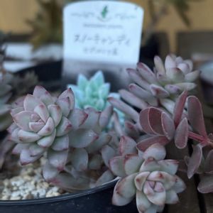 ラベンダーフォーム,スノーキャンディ,癒し,多肉植物のある暮らし,GSのみなさんに感謝♡の画像