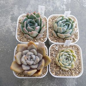 ベバリー,パープルグロー,ジェイドフルート,E.ジャイアントパンダ,小さな庭の画像