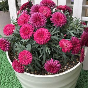 PWマーガレットフランボワーズスフレ,癒し,花のある暮らし,花が好き,PWの画像