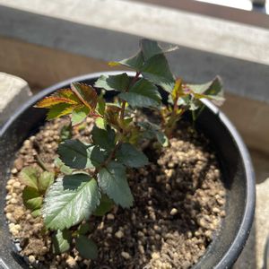 ミニバラの画像