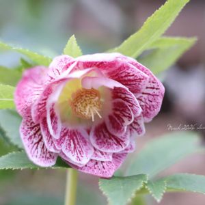 クリスマスローズ,HTC,信楽狸倶楽部,加藤農園,GSミニモニ。の画像