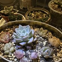 多肉,エケベリア,ブンテン,ブンテン,寄せ植えの画像