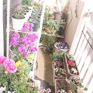 アリッサム,ストック,ラナンキュラス,ラベンダー,リナリアの画像