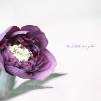 クリスマスローズ,鉢植え,HTC,信楽狸倶楽部,GSミニモニ。の画像