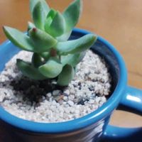 黄麗,月の王子,多肉植物,セダム属,ガーデニングの画像