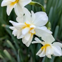 セダム,ミニ水仙,八重咲き日本水仙,とっくりラン,寄植えの画像