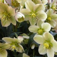 クリスマスローズ,鉢植え,ガーデニング,散策,植え込みの画像