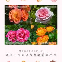 バラ,ハニー キャラメル,バラ　ハニー キャラメル,バラ　マカロン ピンク,フランボワーズ バニーユの画像