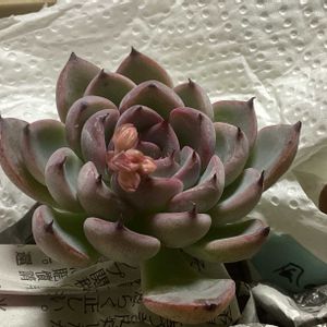 クリスマスキャロル,エケちゃんたちの花✨,ブルーベリームーン♡,ミックスベリア 風の花,円(まどか)の画像