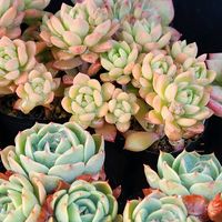 七福神,マッコス,多肉植物,花のある暮らし,多肉男子の画像