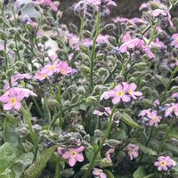 ユキヤナギ,ワスレナグサ,雪柳,忘れな草,鉢植えの画像