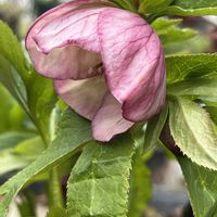 クリスマスローズ,鉢植え,ネコ好き,ピンクの花,花のある暮らしの画像