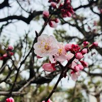 アンズ,アンズ,癒し,花のある暮らし,iPhone撮影の画像