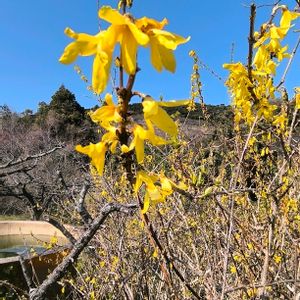 連翹（レンギョウ）,季節の花,GS映え,ヤマブキならぬ、レンギョウだった件,畑の画像