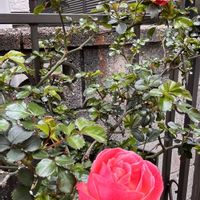 バラ,パンジー,ヒューケラ,カルーナ,プリムラジュリアンの画像