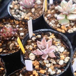 多肉植物,エケベリア属,実生,交配種,多肉大好きの画像