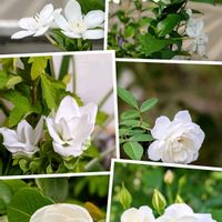 クルクマ,アイスバーグ,思い出,愛知県,豊田市の画像