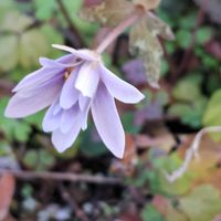 キッチンの画像