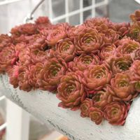 ウインクレリー,グリーンローズ,プラティフィラ,多肉植物いろいろ,トルツオーサムの画像