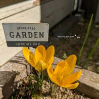 クロッカス,球根植物,お花のある暮らし,お花に癒されて,小さな庭の画像