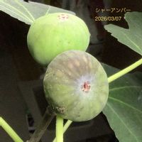 イチジク,いちじく,室内栽培,鉢栽培,2年生の画像