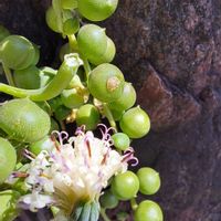 セダム,多肉植物,季節の花,おうち園芸,小さな庭の画像