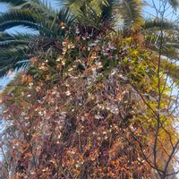 フェニックス,ヤマザクラ（山桜）,一九献上 和堂,"山桜 風になびいてゆらゆらり",一句献上　和堂の画像