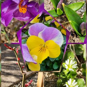 カロライナジャスミン,スノードロップ,ミニバラ,ビオラ,クロッカス、ヒヤシンス、オオイヌノフグリ、タネツケバナ、猫(テン)の画像