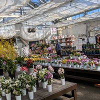 花かんざし,田舎暮らし,花のある暮らし,楽しい田舎暮らし,松本フラワーセンターの画像