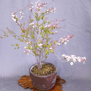 ピンク雪柳,山野草,鉢植え。,癒されて,スマホ撮りの画像