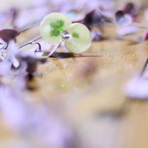 ハートカズラ,紅葉,ハートカズラ斑入り《レディハート》,ハートカズラのムカゴ,多肉植物の画像