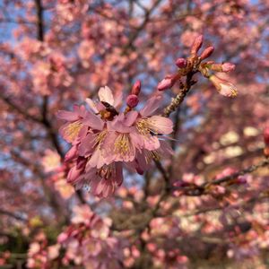 オカメザクラ,山茶花,寒緋桜,山茶花（サザンカ）,おかめ桜の画像