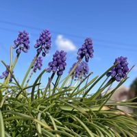 ムスカリ,カンガルーポー,ビオラ ブラッシュストローク,花のある暮らし,花粉症の画像