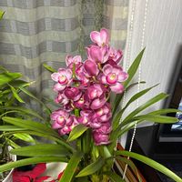 シンビジウムの画像