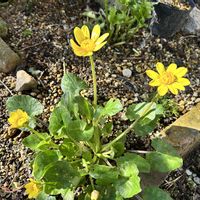 リュウキンカの画像