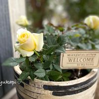 水仙テタテート,つぼみ,花のある暮らし,フォーエバー ローズ,バラ・ミニバラの画像