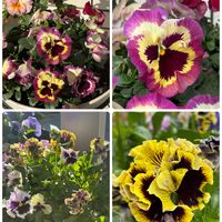 イチゴ,クレマチス,パンジー,斑入りツルニチニチソウ,鉢植えの画像