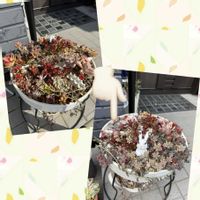 寄せ植え,多肉植物,ガーデニング,植物のある暮らし,その他エクステリアの画像