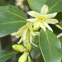 シキミ,近所のお寺,金曜日の蕾たちの画像