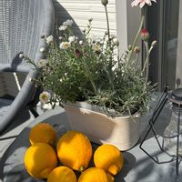 レモン,レモン,ローダンセマム,ローダンセマム,花かんざしの画像