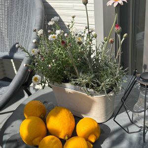 レモン,レモン,ローダンセマム,ローダンセマム,花かんざしの画像