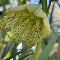 バイモ,バイモ,ミニ水仙,バイモユリ,鉢植えの画像