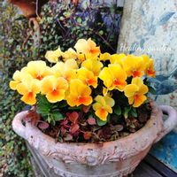 ビオラ,寄せ植え,可愛い,庭の花,癒しの画像