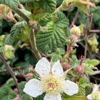 ヒサカキ,ヒサカキ,クサイチゴ,ヒサカキの雌花,クサイチゴの花。の画像