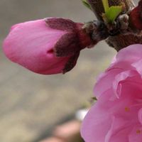 ハナモモ,ピンク,ピンクの花,大好きな花,シルエット❤︎の画像